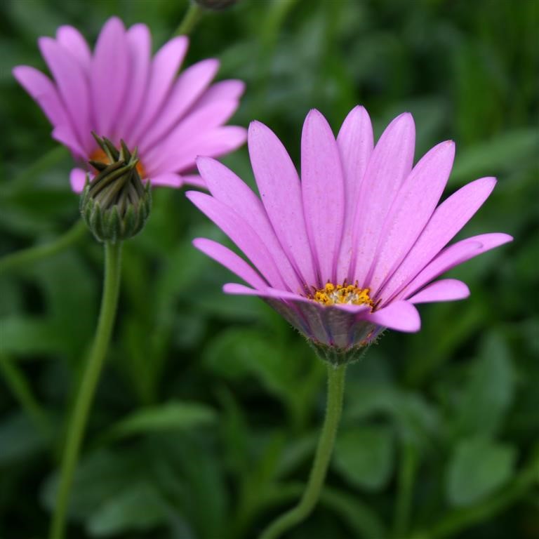 Osteospermum jucundum compactum