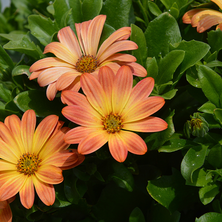 Osteospermum  SummerSmile� 'Sunfire' (P)