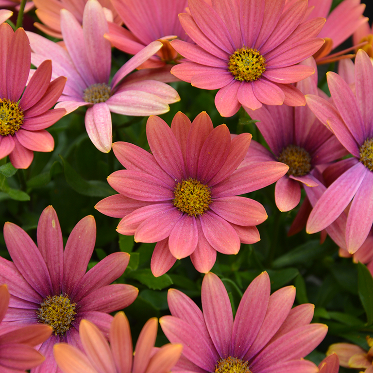 Osteospermum SummerSmile 'Sunrise' (P)