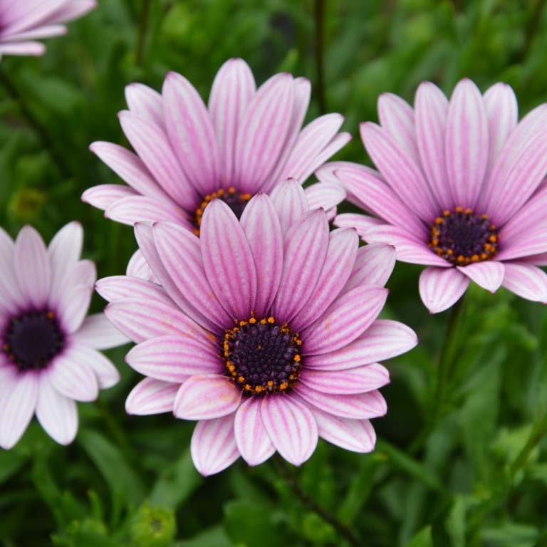 Osteospermum 'Sennen Sunrise'