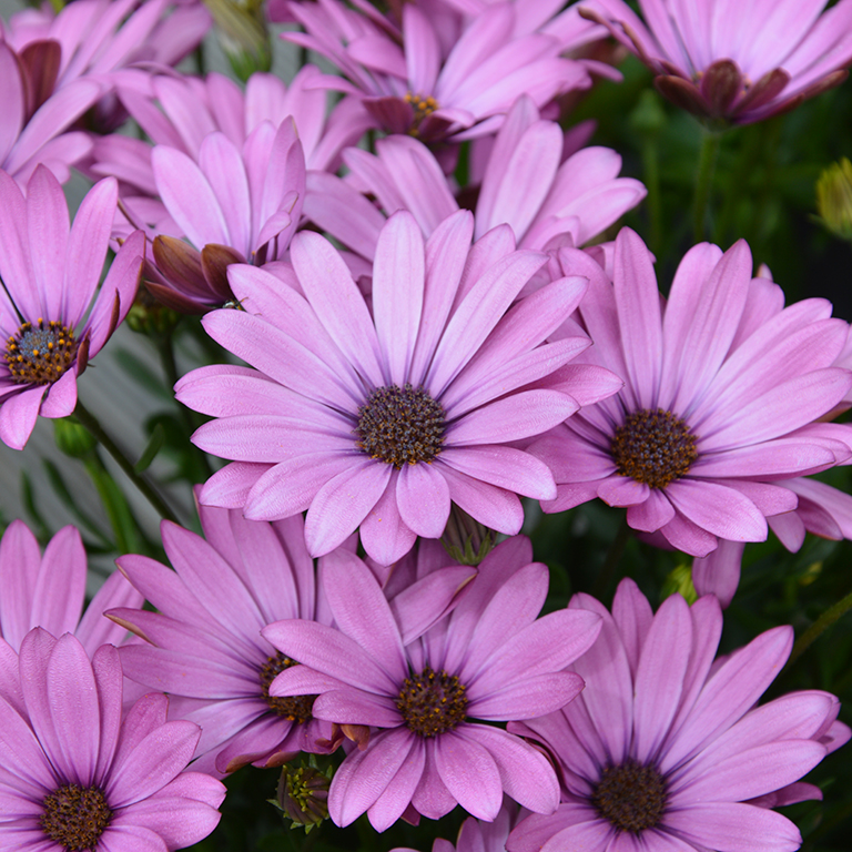 Osteospermum  SummerSmile� 'Soft Violet' (P)