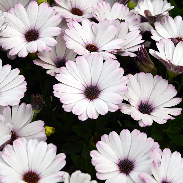 Osteospermum  SummerSmile� 'White' (P)