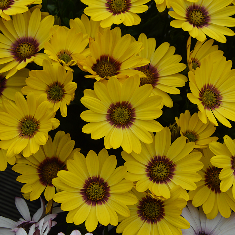 Osteospermum  SummerSmile 'Yellow Punch' (P)