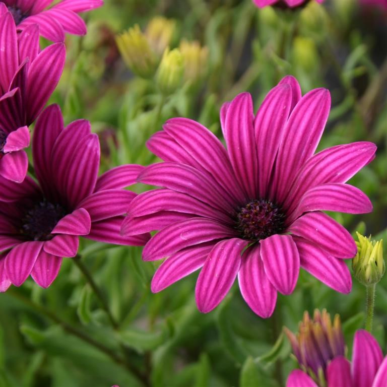 Osteospermum 'Tresco Purple'