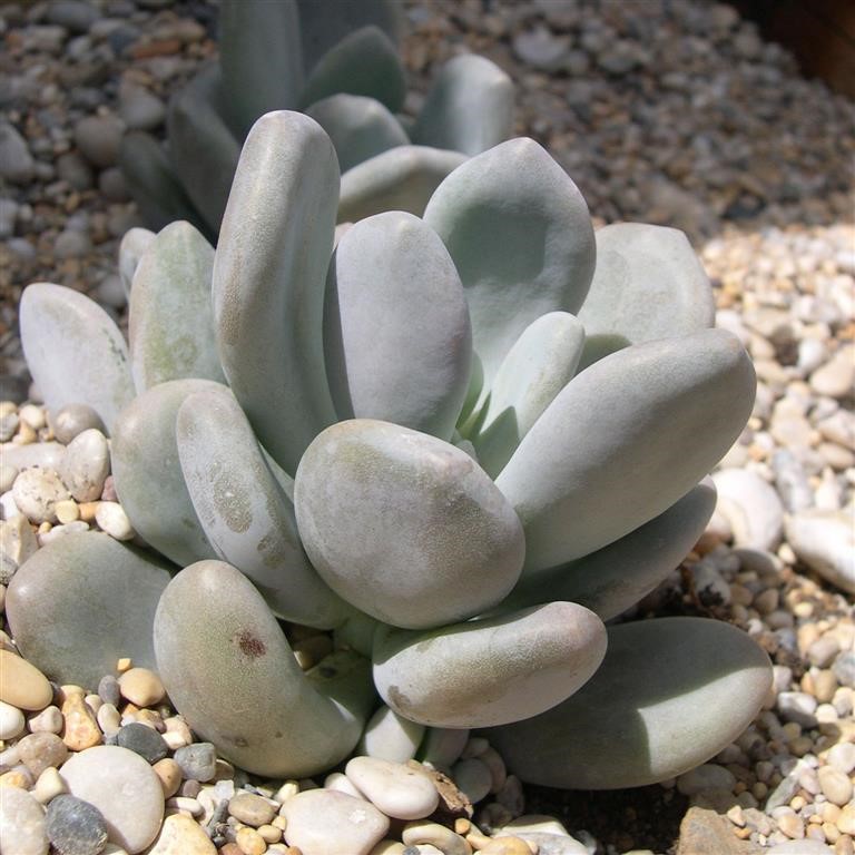 Pachyphytum bracteosum