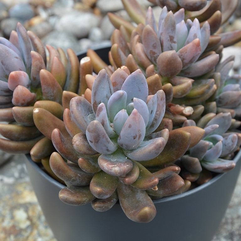 Pachyphytum 'Dark Red'