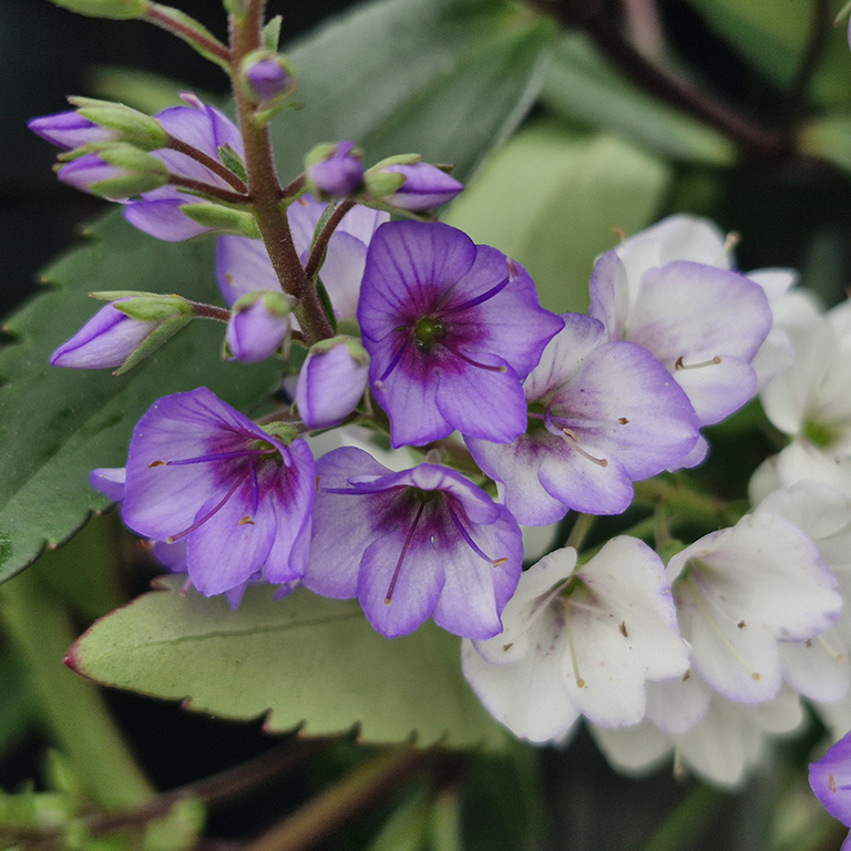 Parahebe 'Blue Avalanche' (P)