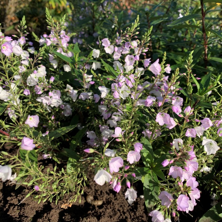 Parahebe 'Pink Avalanche' (P)