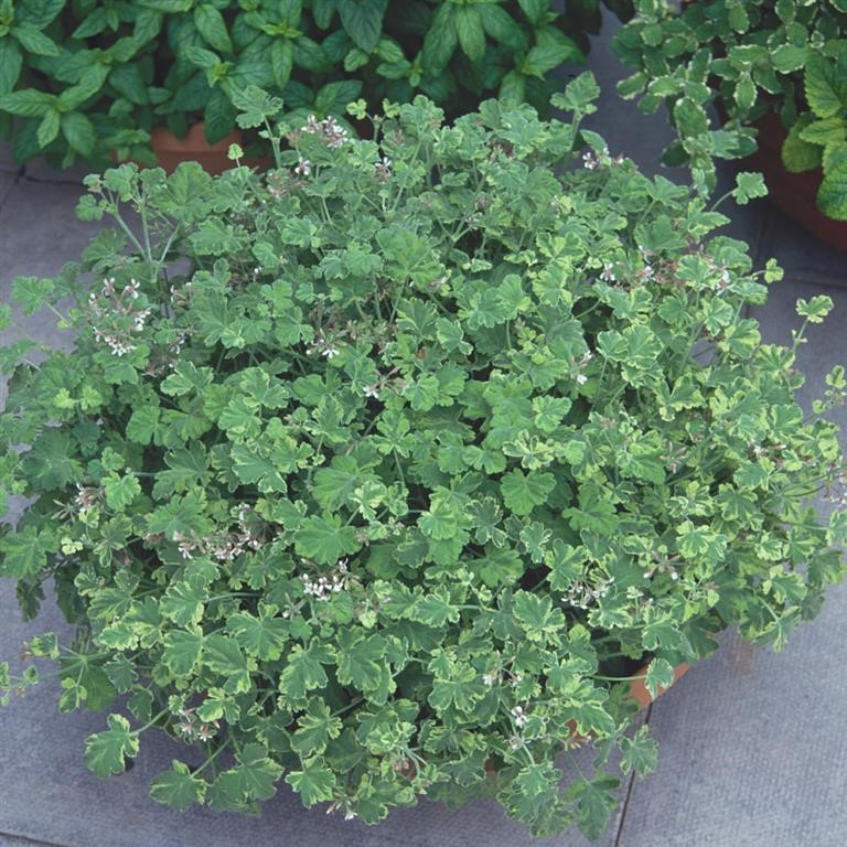 Pelargonium Scented 'Fragrans Variegatum'