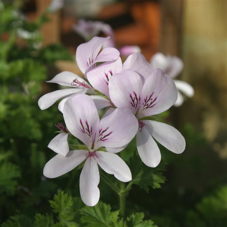 Pelargonium Scented 'Prince of Orange'