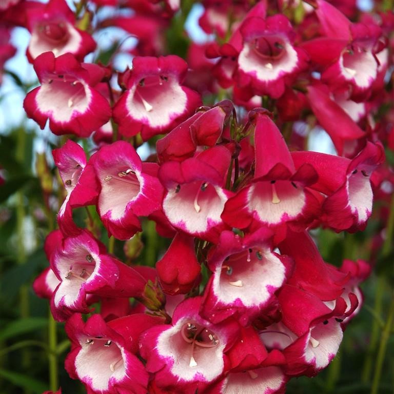 Penstemon  Pensham 'Amelia Jane' (VR)