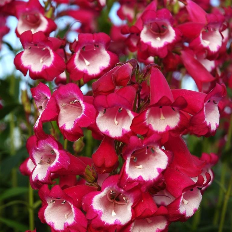 Penstemon Pensham 'Amelia Jane' (VR)