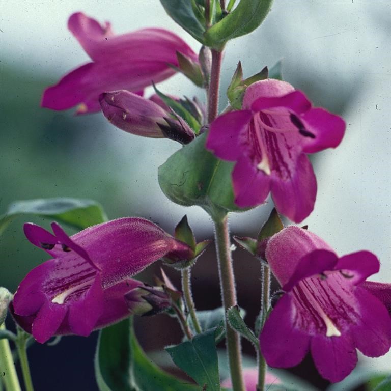 Penstemon 'Burgundy'