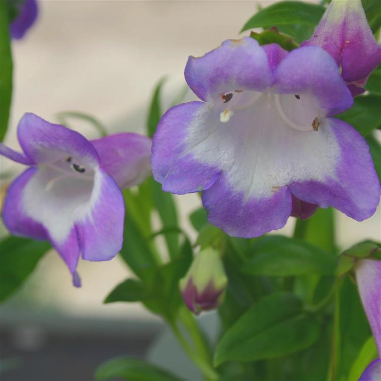 Penstemon  Pensham 'Czar' (VR)