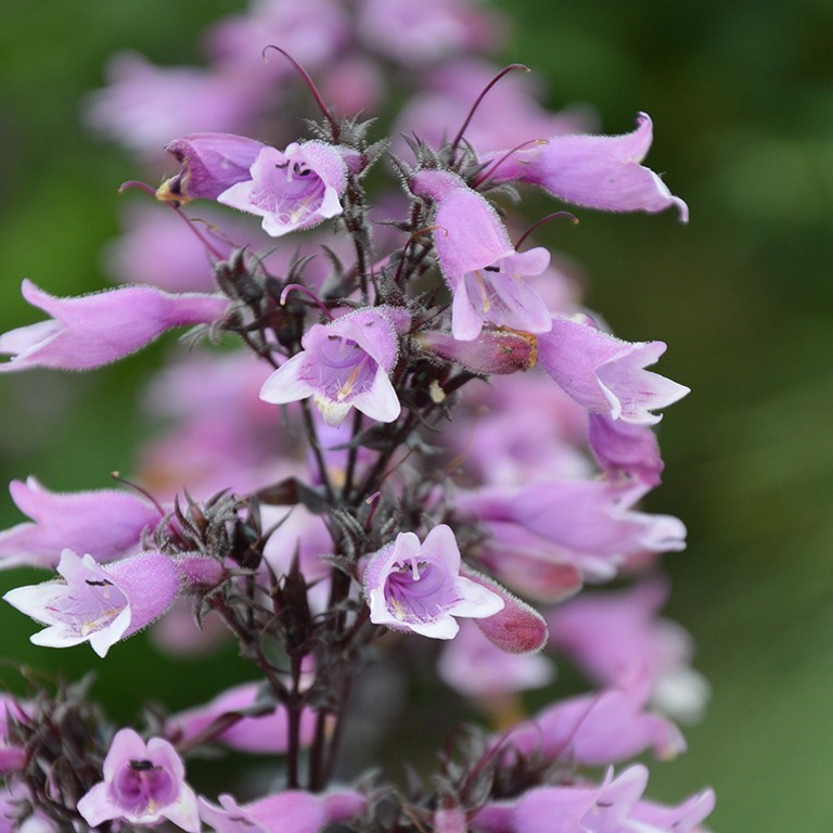 Penstemon  dig. Dakota 'Burgundy' (P)