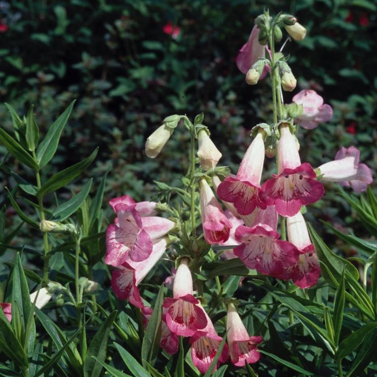 Penstemon 'Flamingo'