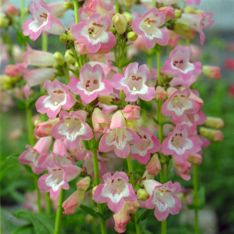 Penstemon Volcano 'Fujiyama' (P)