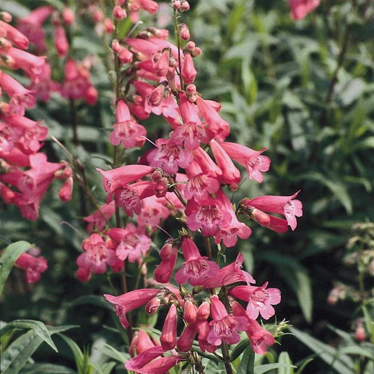 Penstemon 'Hewell's Pink'