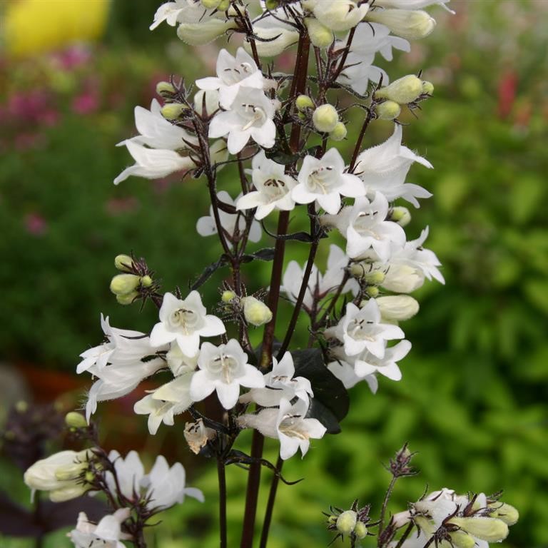 Penstemon  digitalis 'Husker Red'