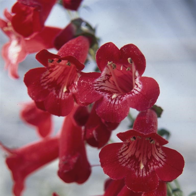 Penstemon 'King George'