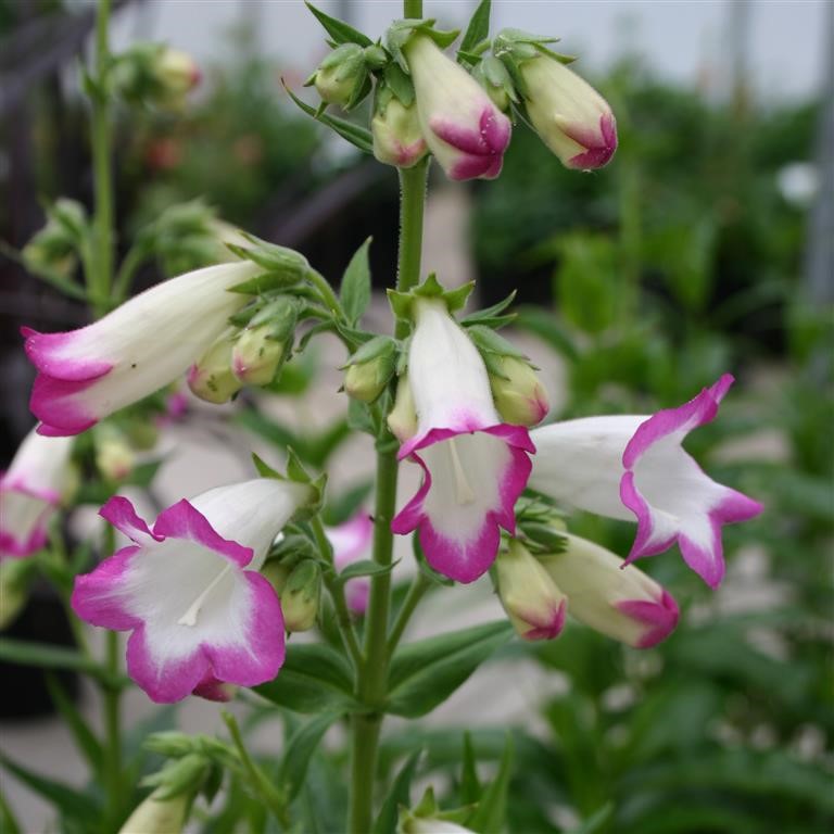 Penstemon  Pensham 'Laura' (VR)