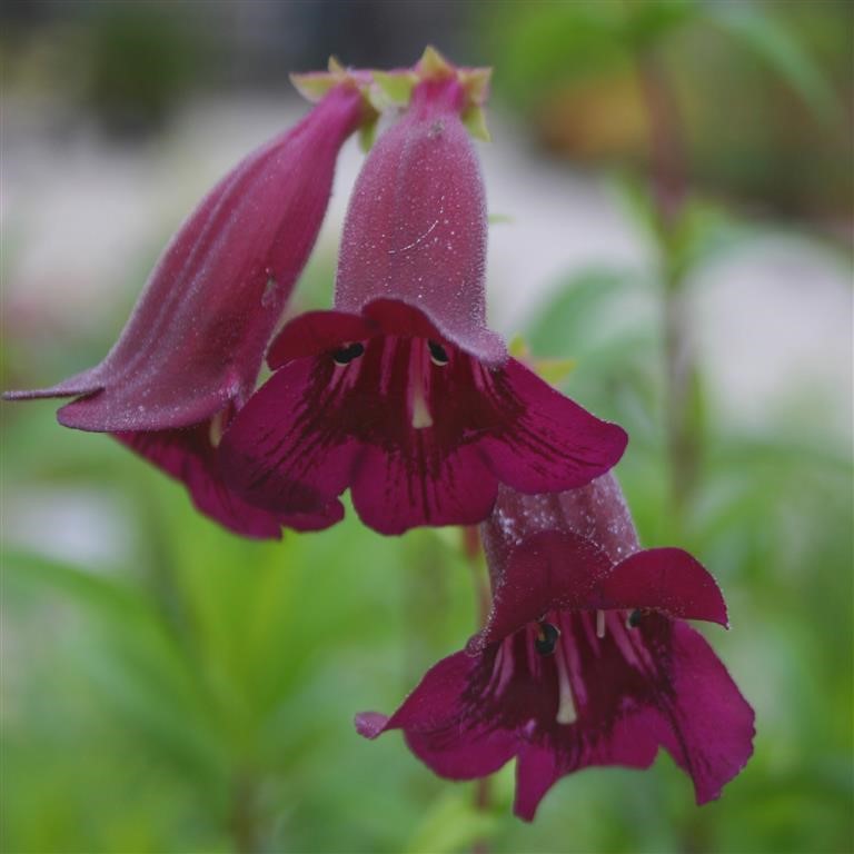 Penstemon  Pensham 'Plum Jerkum' (VR)