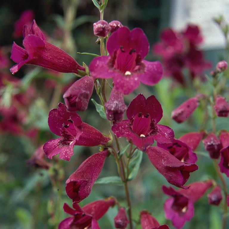 Penstemon 'Purple Bedder'