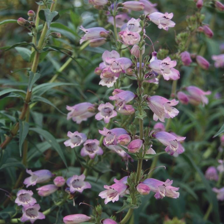 Penstemon 'Sour Grapes'