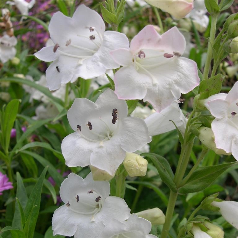 Penstemon 'Snowstorm'