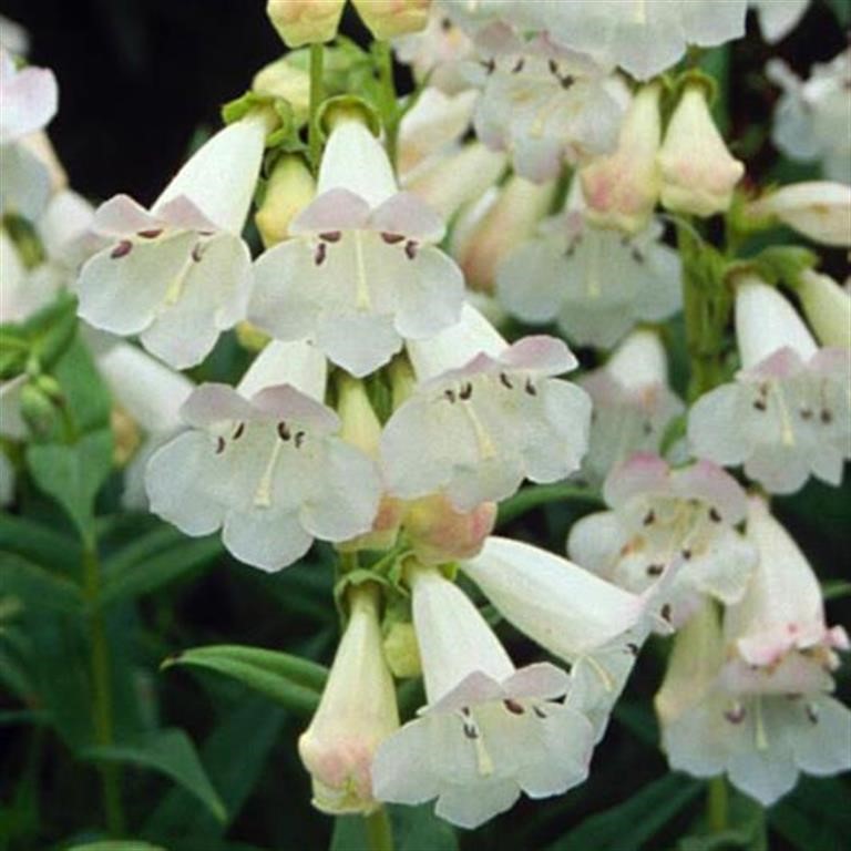 Penstemon  Pensham 'Wedding Day' (VR)
