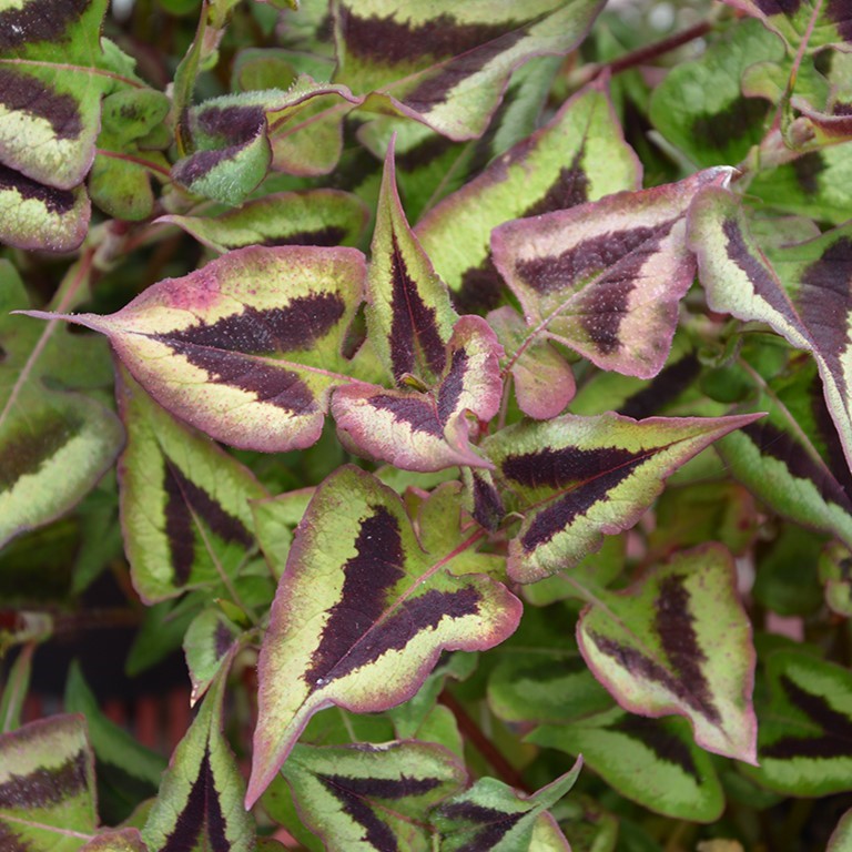 Persicaria 'Purple Fantasy' (VR)