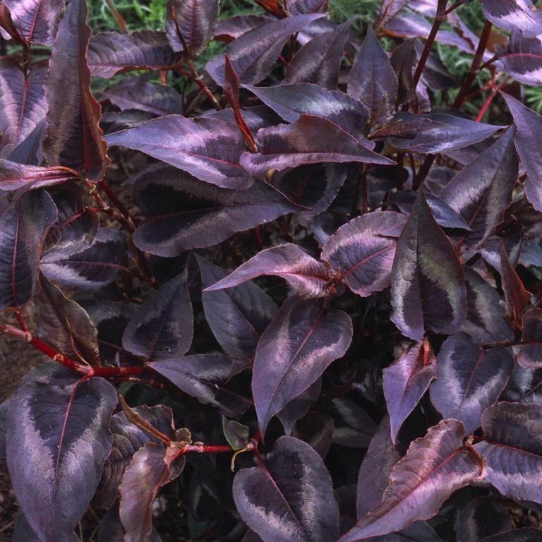 Persicaria microcephala 'Red Dragon' (P)