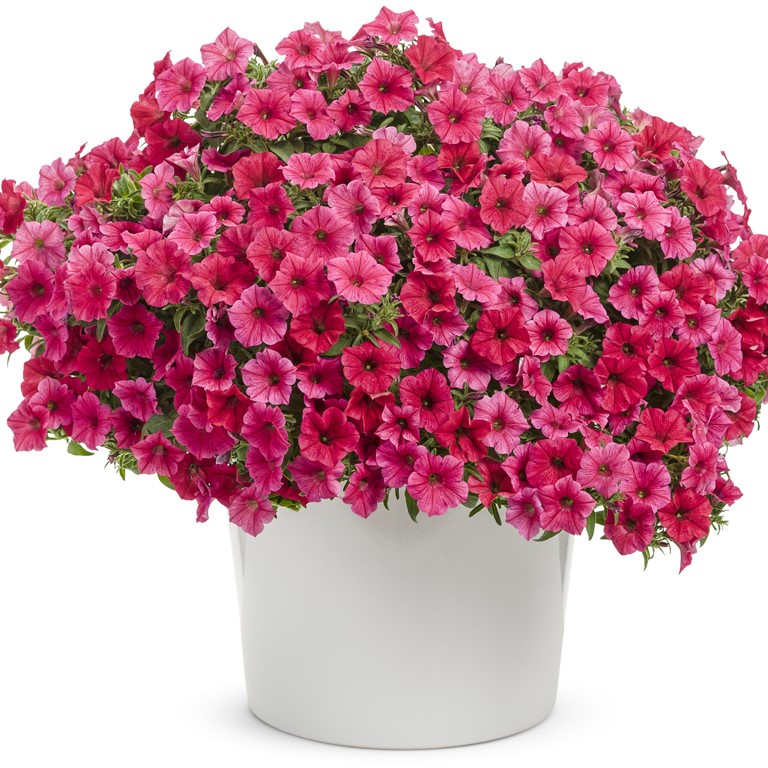 Petunia Vista 'Paradise' (P)