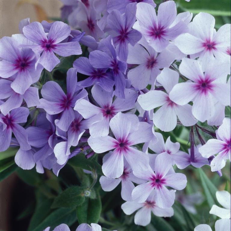 Phlox divaricata subsp. laphamii 'Chattahoochee'