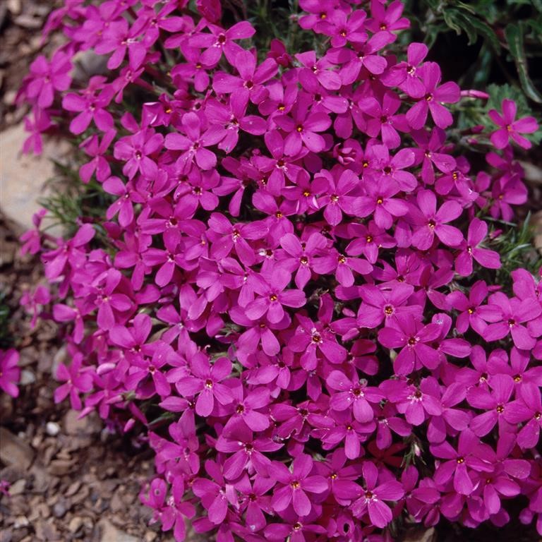 Phlox douglasii 'Crackerjack'