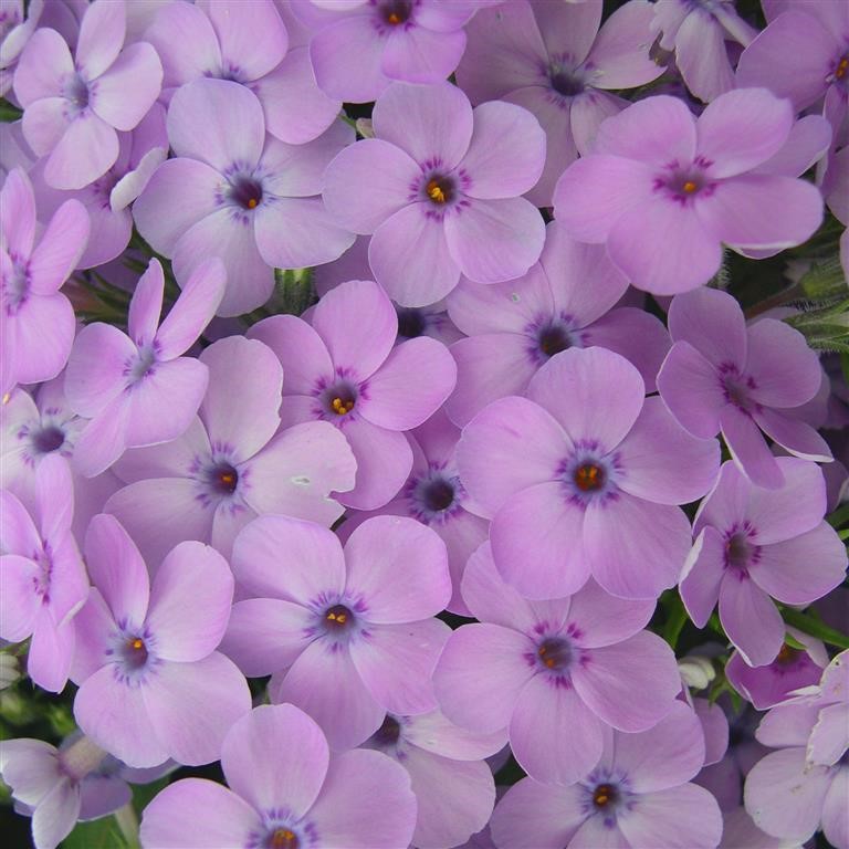 Phlox douglasii 'Eva'