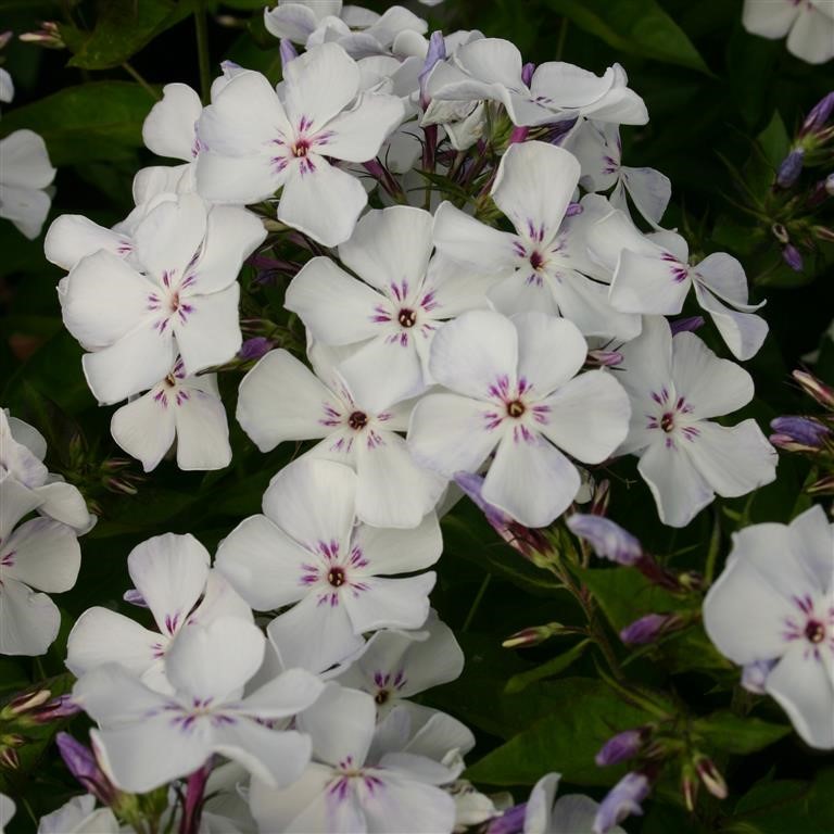 Phlox paniculata Flame 'Light Blue' (P)