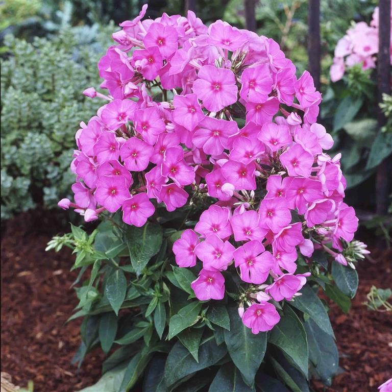 Phlox paniculata Flame 'Pink' (P)