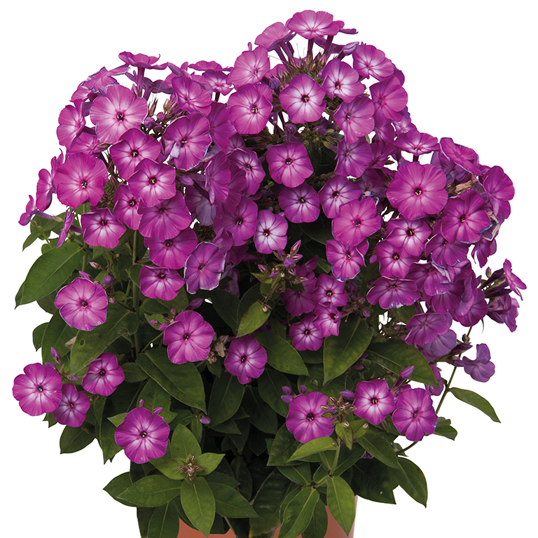 Phlox paniculata Flame 'Purple Eye' (P)