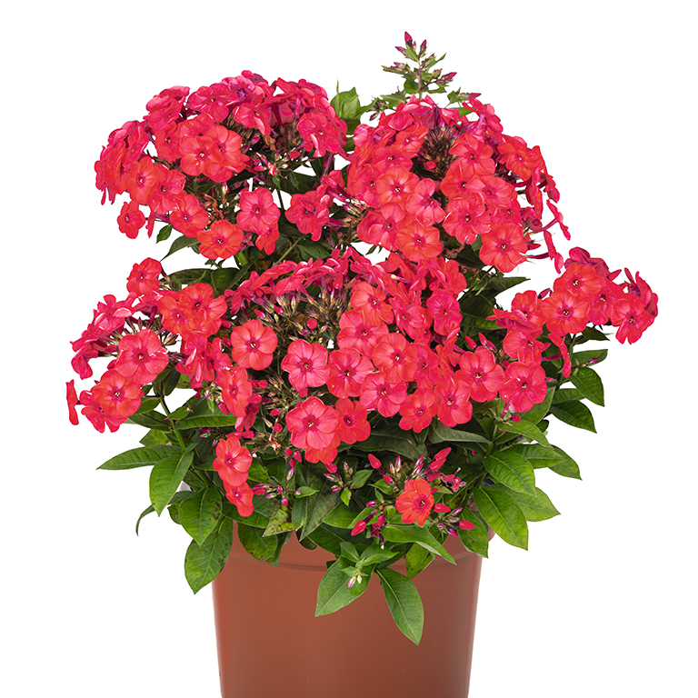 Phlox paniculata Flame 'Watermelon' (P)