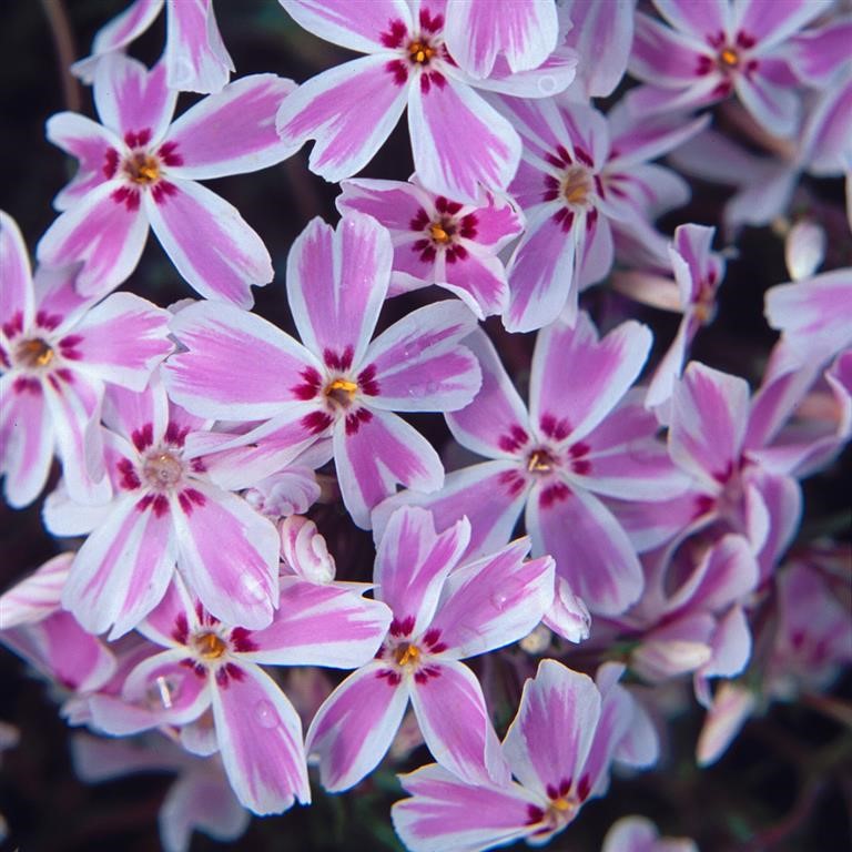 Phlox subulata 'Kimono'