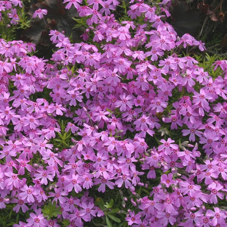 Phlox subulata 'Morheimii' (Marjorie)