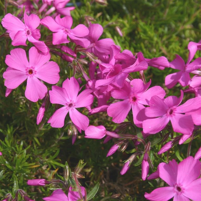 Phlox subulata 'McDaniel's Cushion'