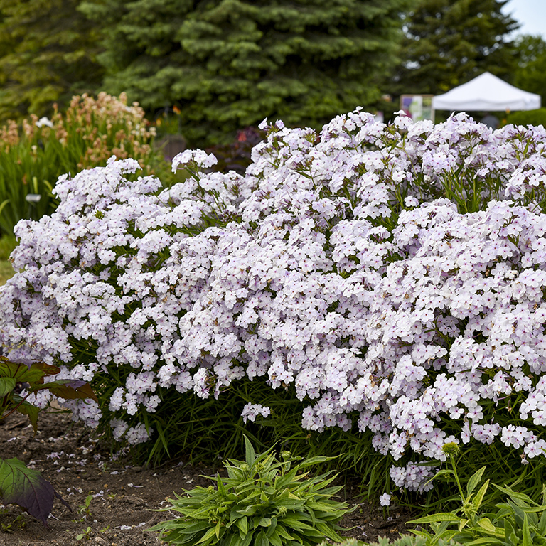 Phlox pan. Hyb. Opening Act 'Pink-A-Dot' (P)