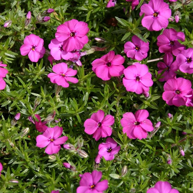 Phlox douglasii 'Red Admiral'