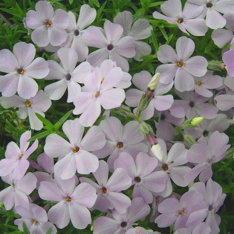 Phlox douglasii 'Lilac Cloud' (Rosea)