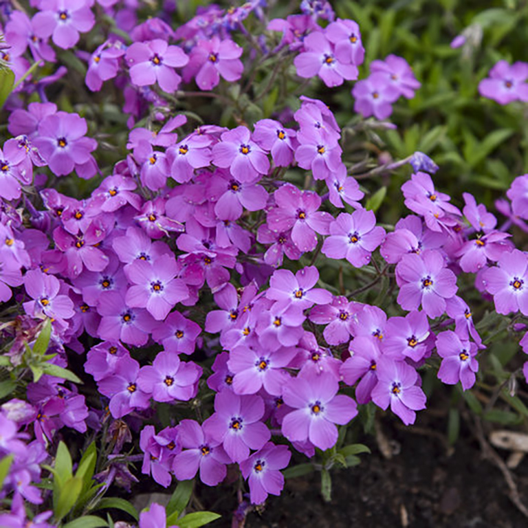 Phlox spp. 'Rose Sprite' (P)