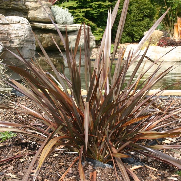 Phormium 'Bronze Baby'