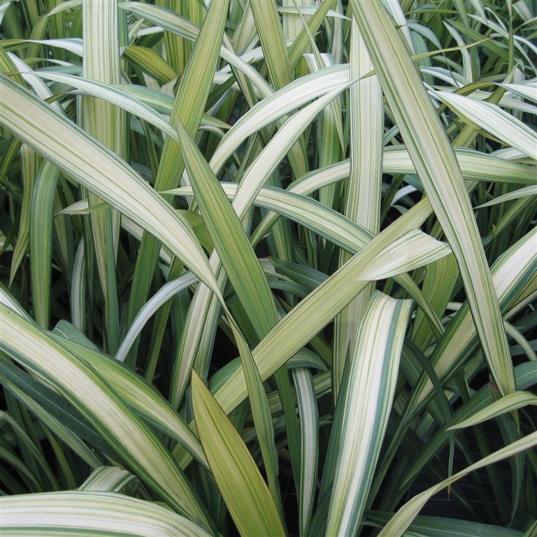 Phormium 'Cream Delight'