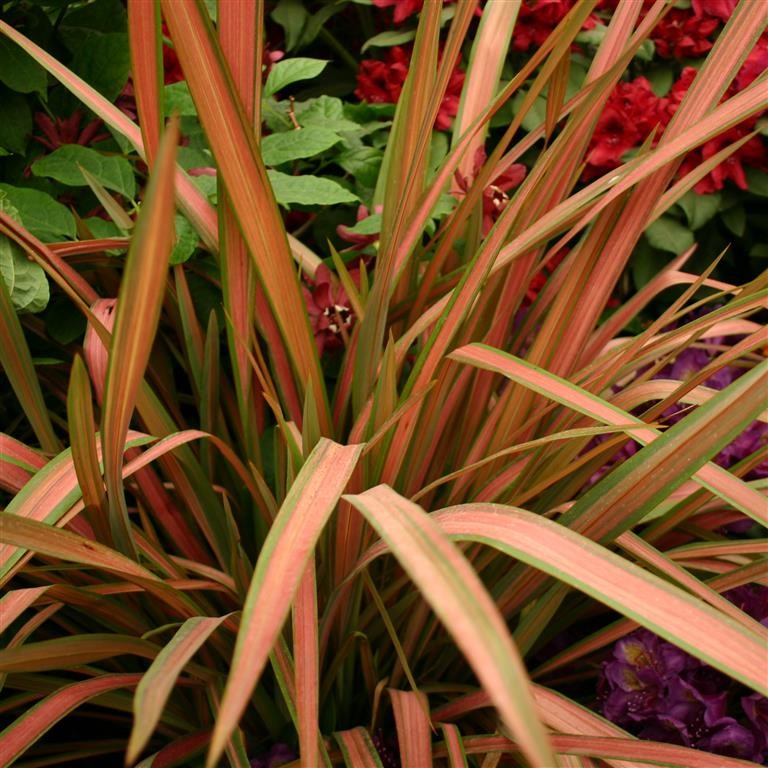 Phormium 'Jester'